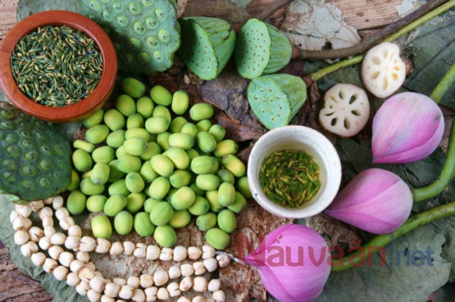 công dụng của hạt sen đối với sức khỏe