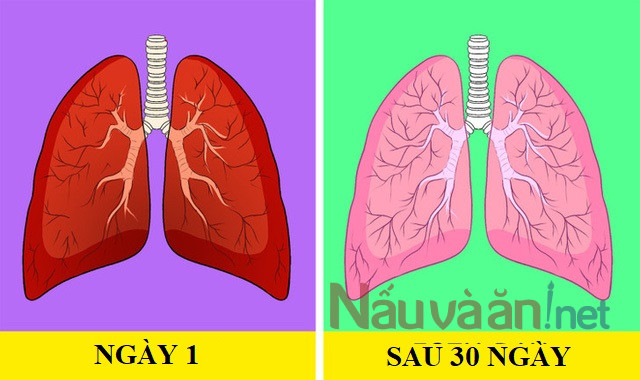 lá phổi ngày 1 đến ngày 30 sau khi áp dụng tại nhà