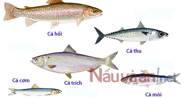 Cá hồi,cá thu, cá cơm, cá trích, cá mồi